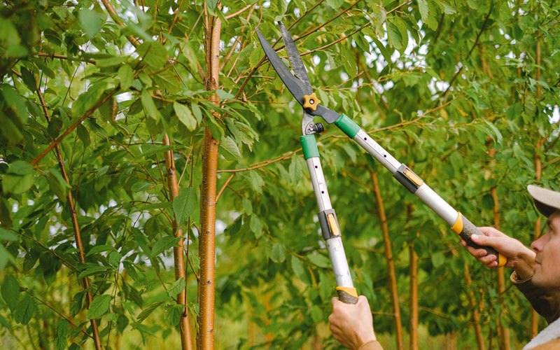 Tree trimming in Gunlock, KY